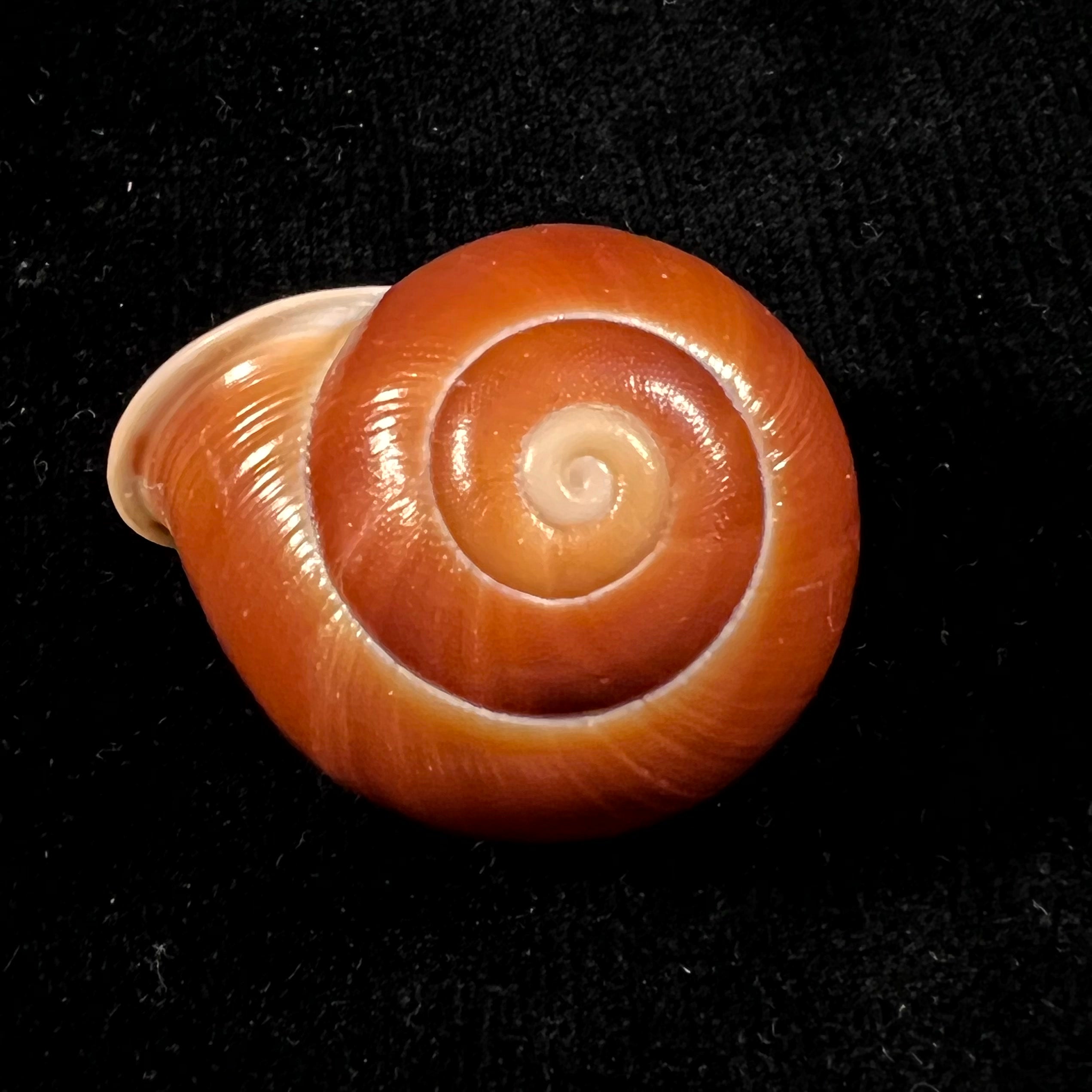 Albersia granulata (Quoy & Gaimard, 1832) - 41mm