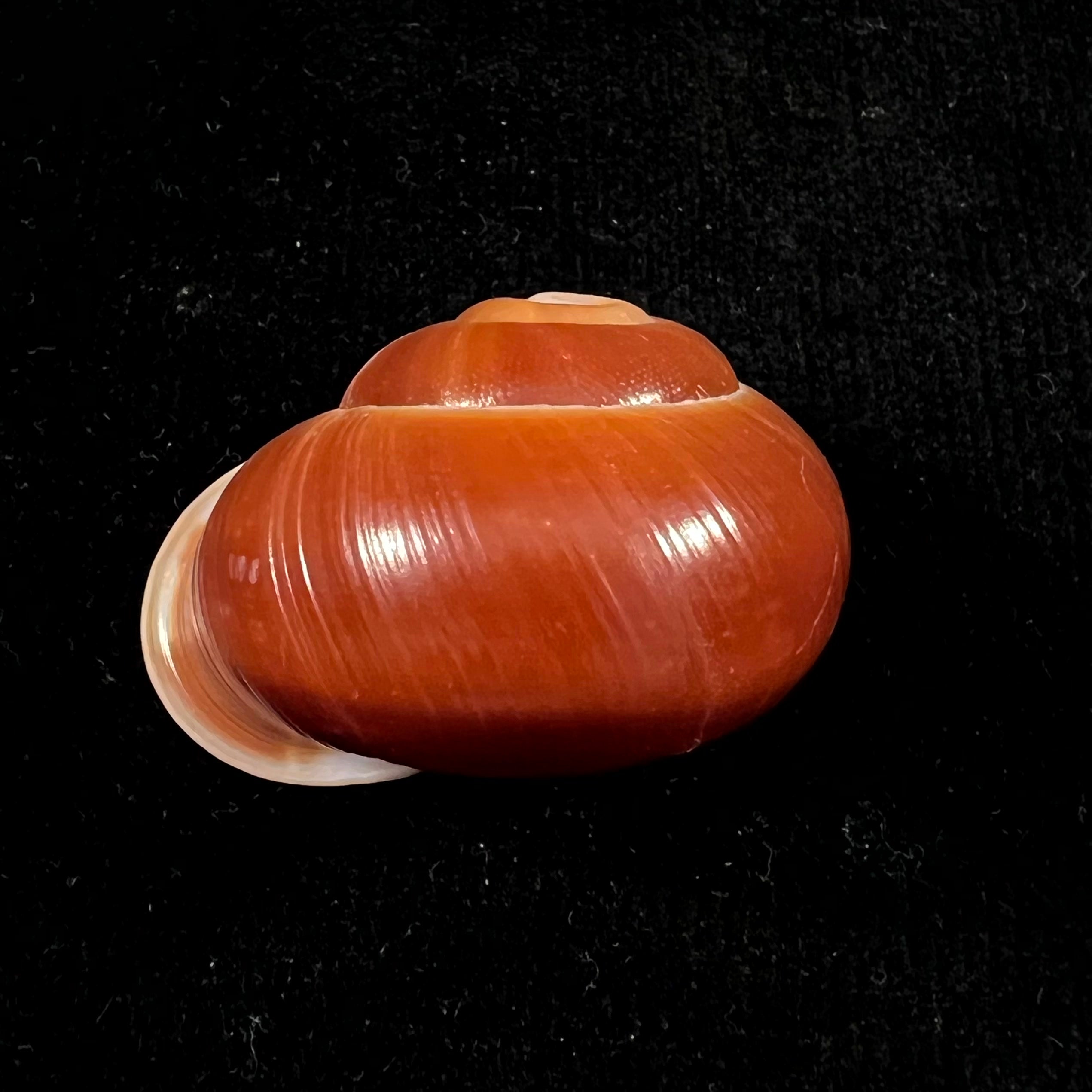 Albersia granulata (Quoy & Gaimard, 1832) - 41mm