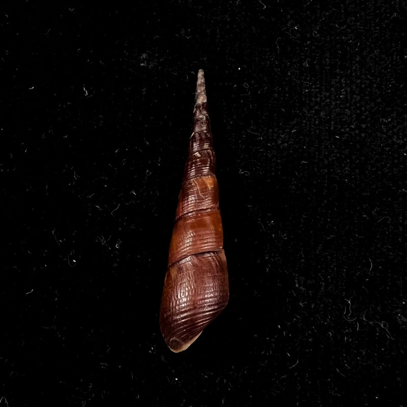 Stenomelania hastula (Lea, 1850) - 39,2mm