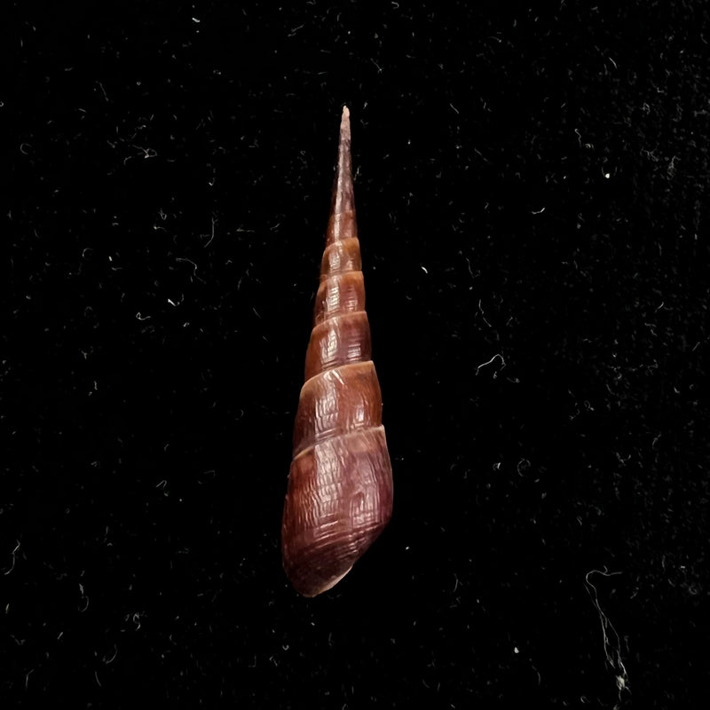 Stenomelania hastula (Lea, 1850) - 40,5mm