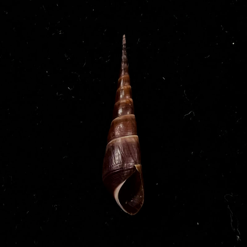 Stenomelania hastula (Lea, 1850) - 40,5mm