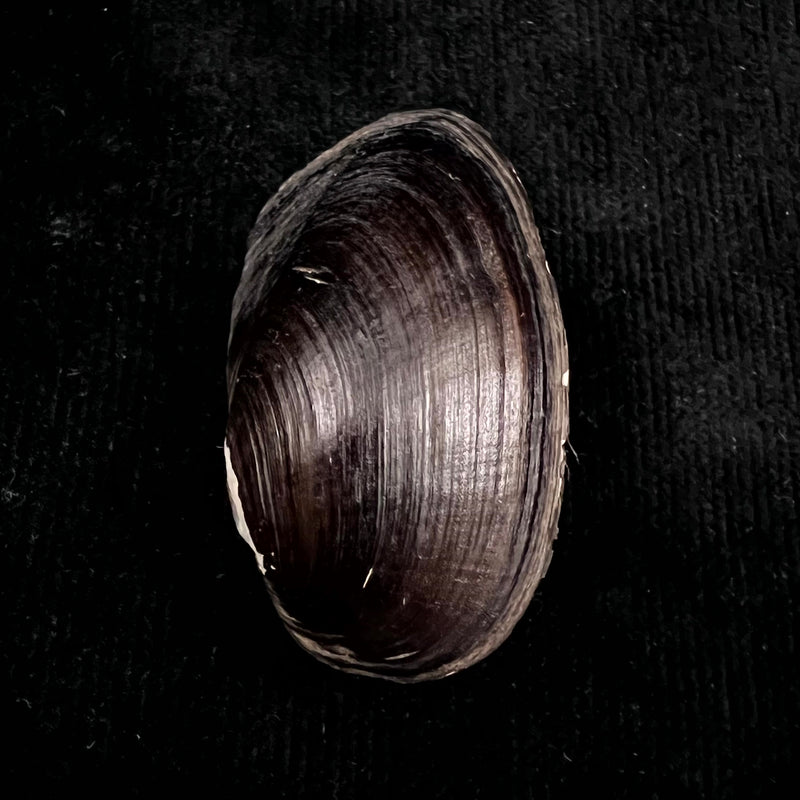 Rhipidodonta charruana (Orbigny, 1835) - 51,8mm