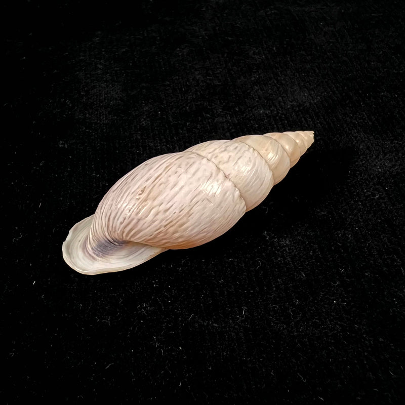 Burringtonia labrosa (Menke, 1828) - 57,6mm