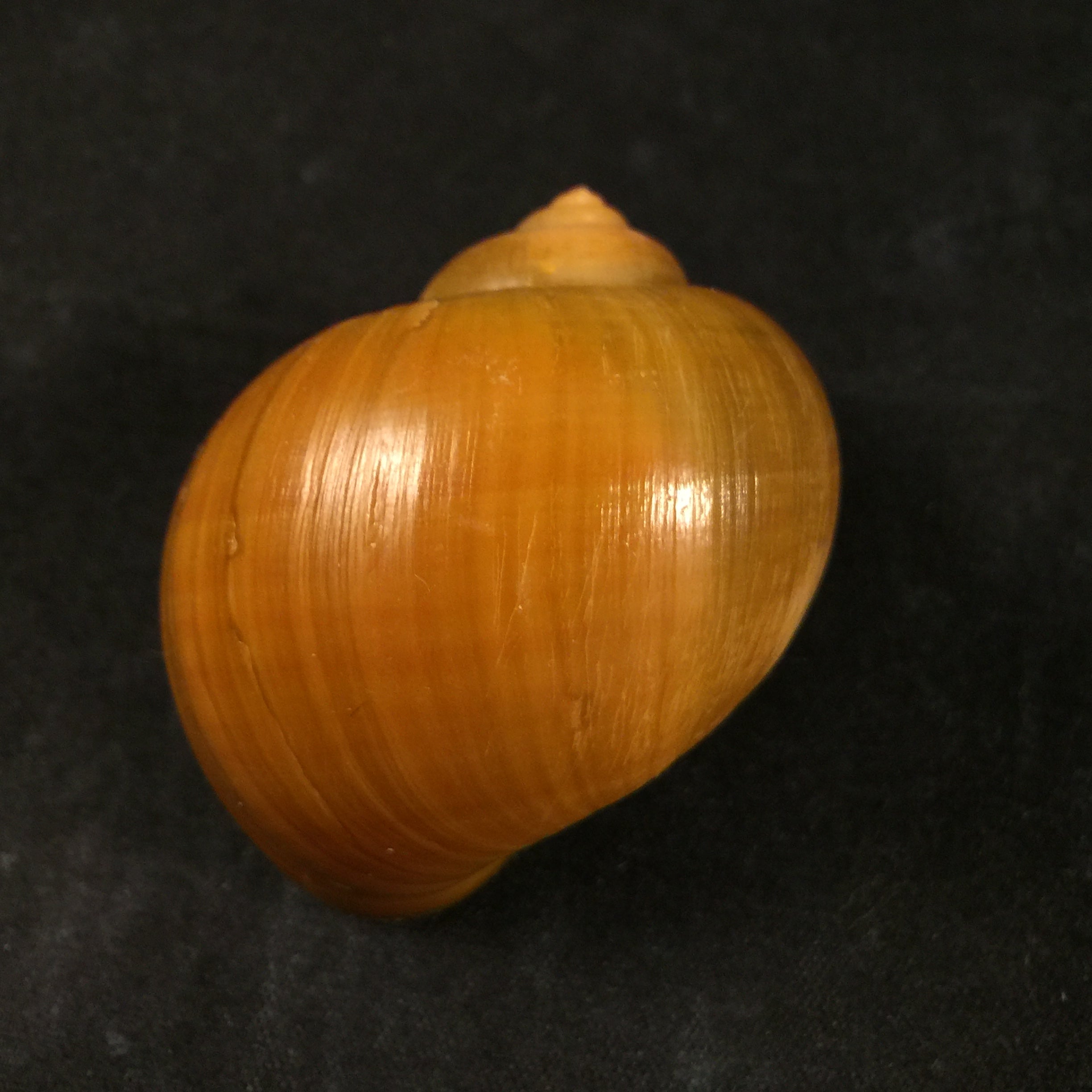 Pomacea species - 48,6mm