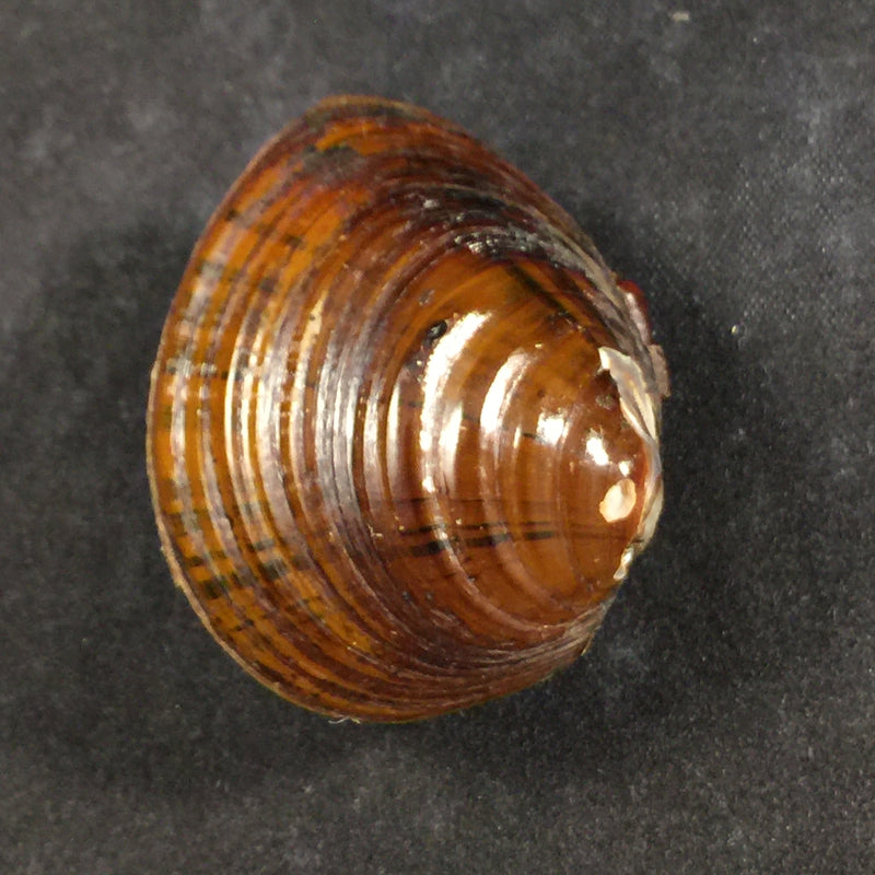 Shistodesmus lampreyanus (Baird & Adams, 1867) - 41,7mm
