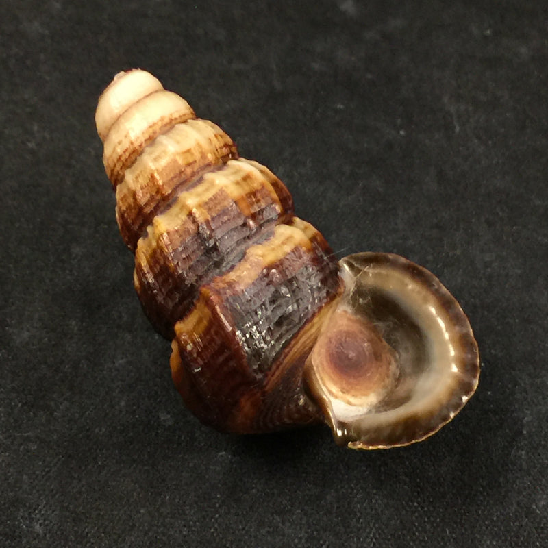 Cerithidea obtusa (Lamarck, 1822) - 44,8mm