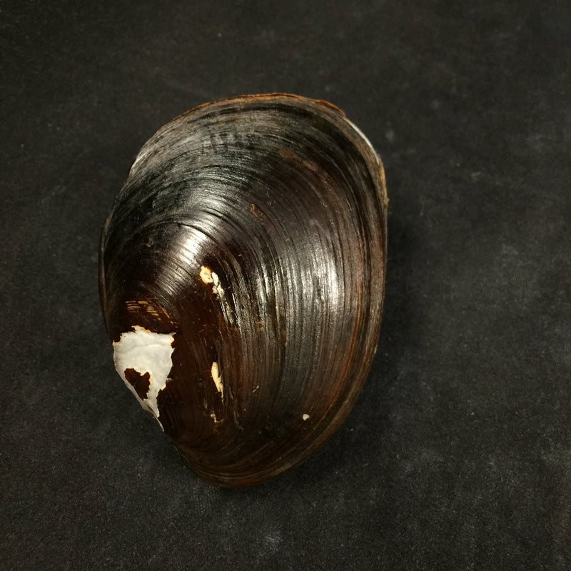Rhipidodonta rhombea (Wagner, 1827) - 70,2mm