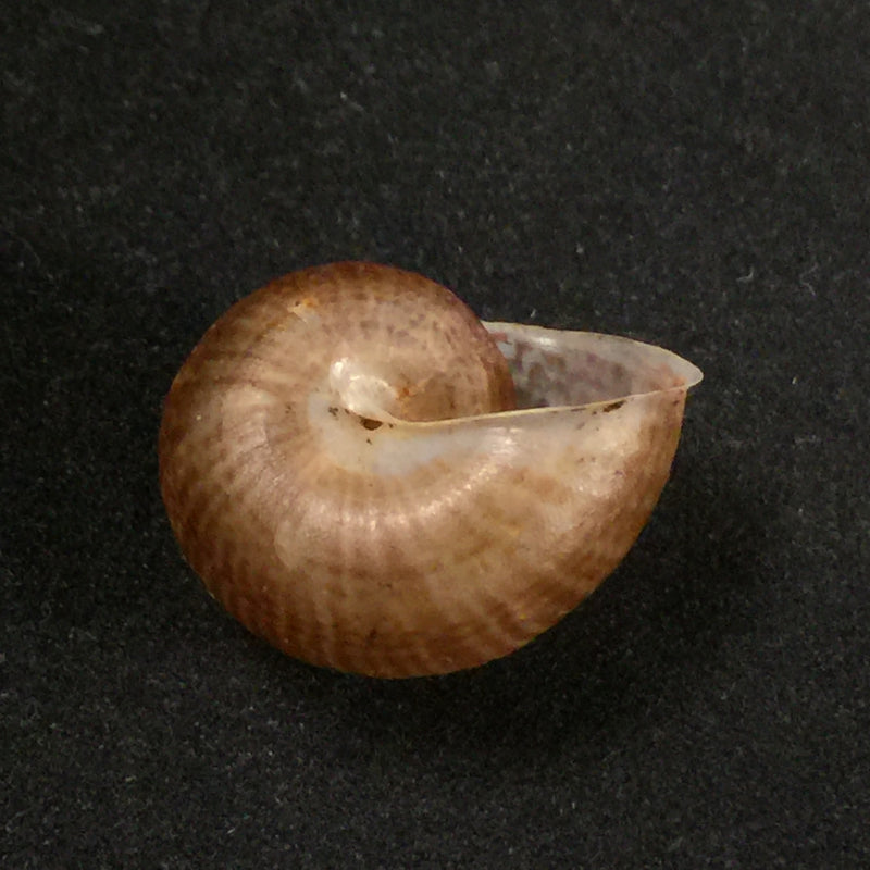 Psadara marmatensis (Pfeiffer, 1852) - 23,8mm