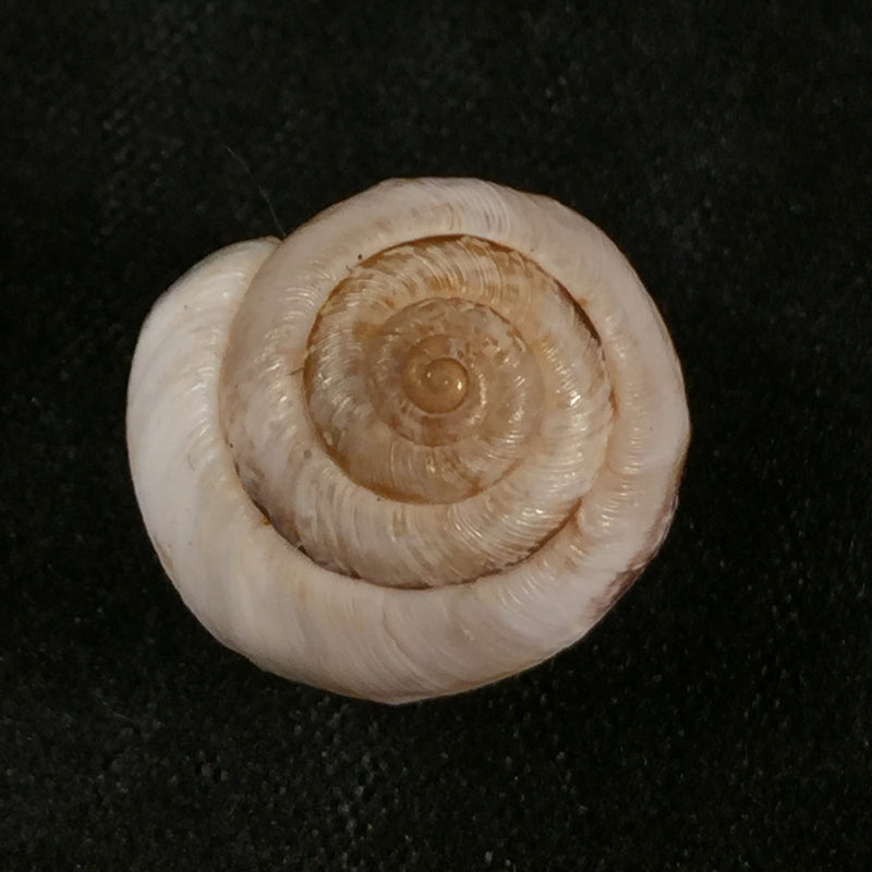 Helicella globuloidea (Terver,1839) - 15,7mm