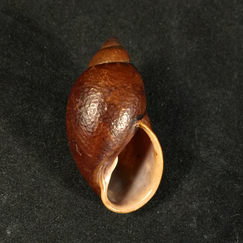 Plekocheilus piperatoides Pilsbry, 1901 - 33,6mm