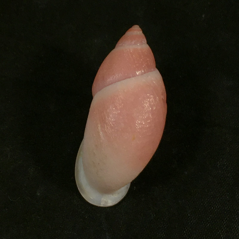 Strophocheilus debilis Bequaert, 1948 - 45,6mm