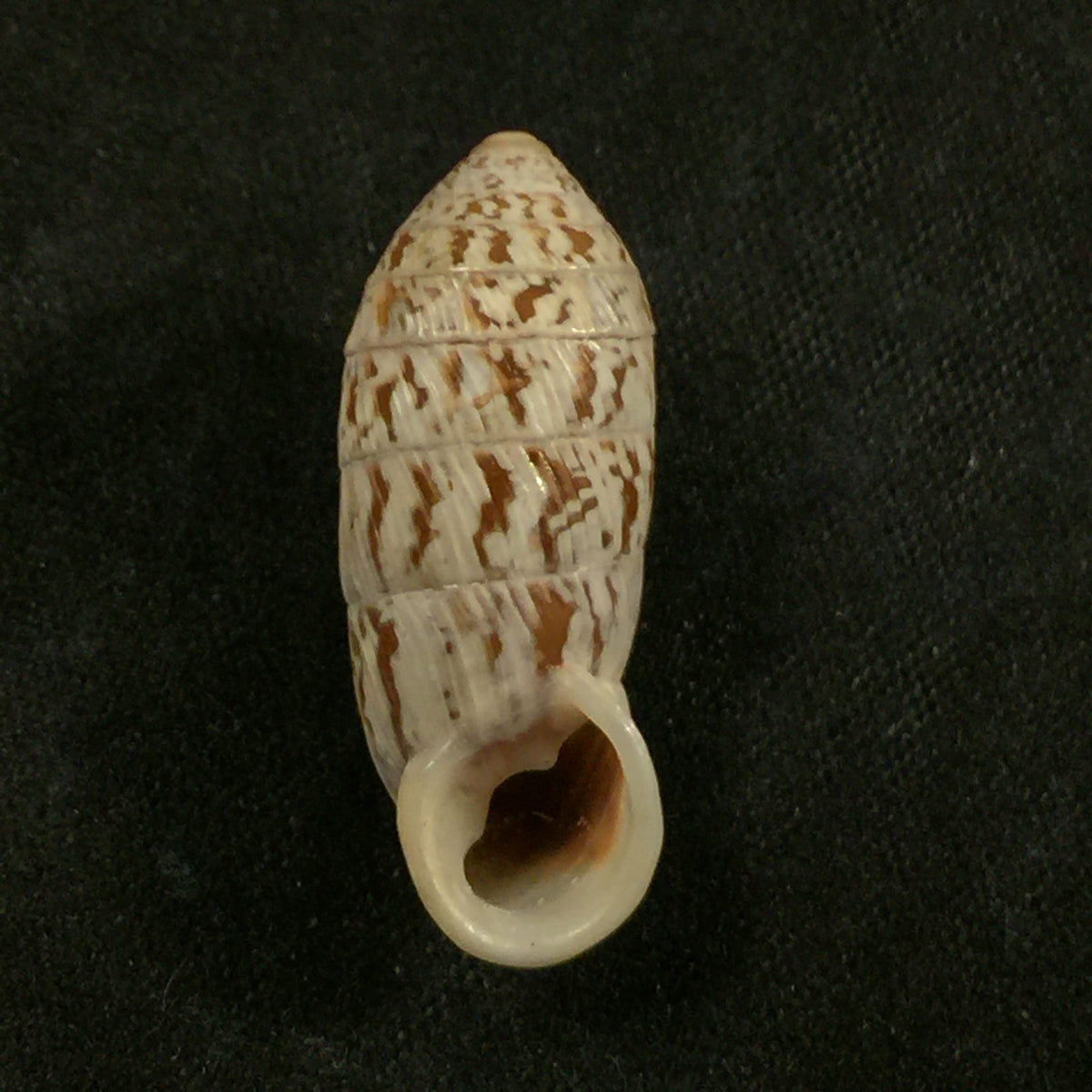 Cerion reliqua (Maynard, 1921) - 25,7mm