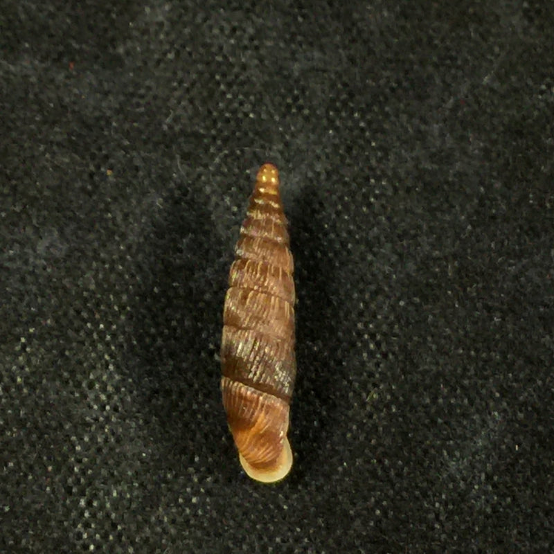 Macrogastra attenuata lineolata (Held, 1836) - 14,1mm