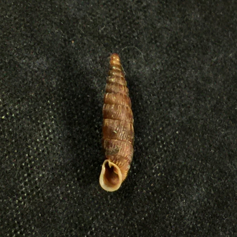 Macrogastra attenuata lineolata (Held, 1836) - 14,1mm