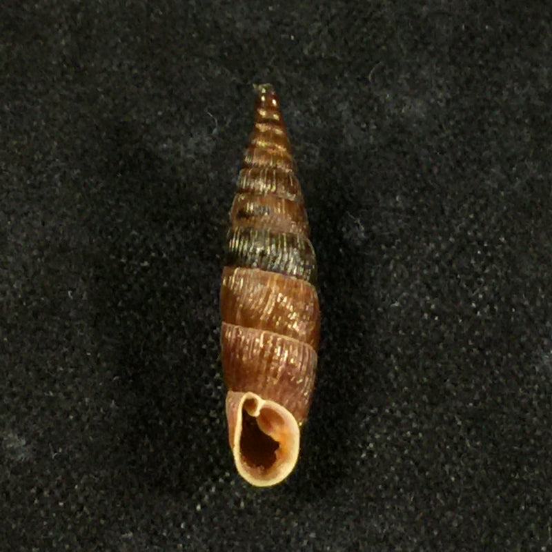 Macrogastra ventricosa (Draparnaudi, 1801) - 19,5mm