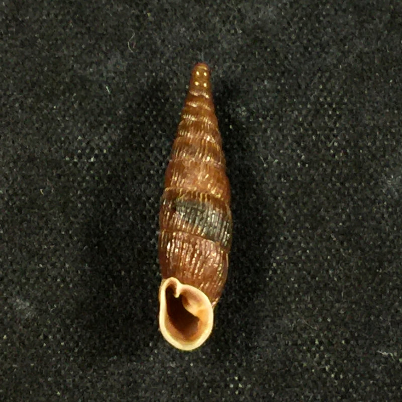 Macrogastra ventricosa (Draparnaudi, 1801) - 19,6mm