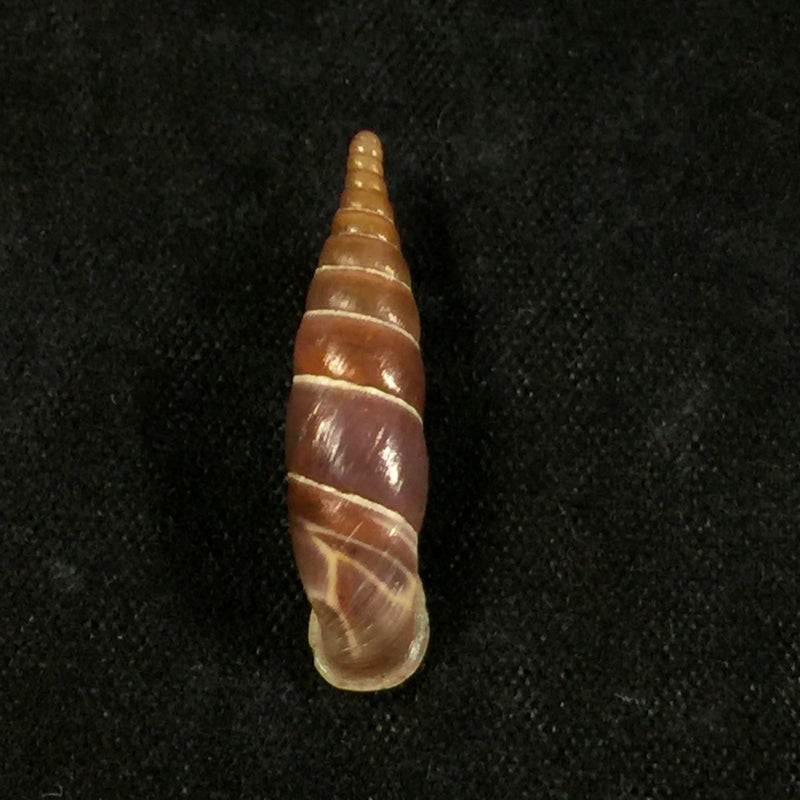 Herilla bosniensis rex Nordsieck, 1971 - 24,2mm