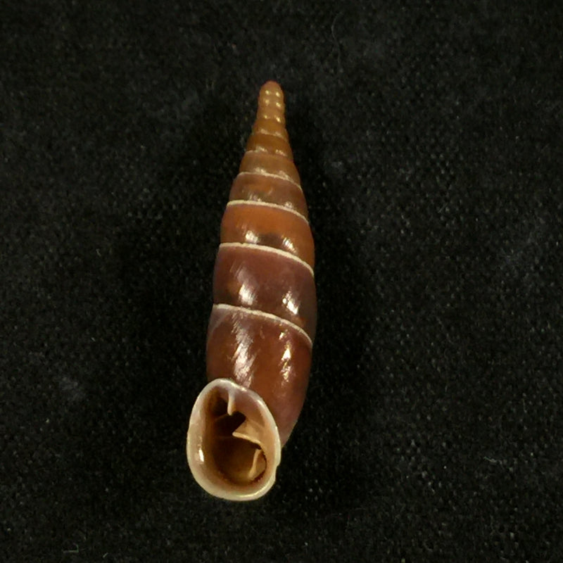 Herilla bosniensis rex Nordsieck, 1971 - 24,2mm