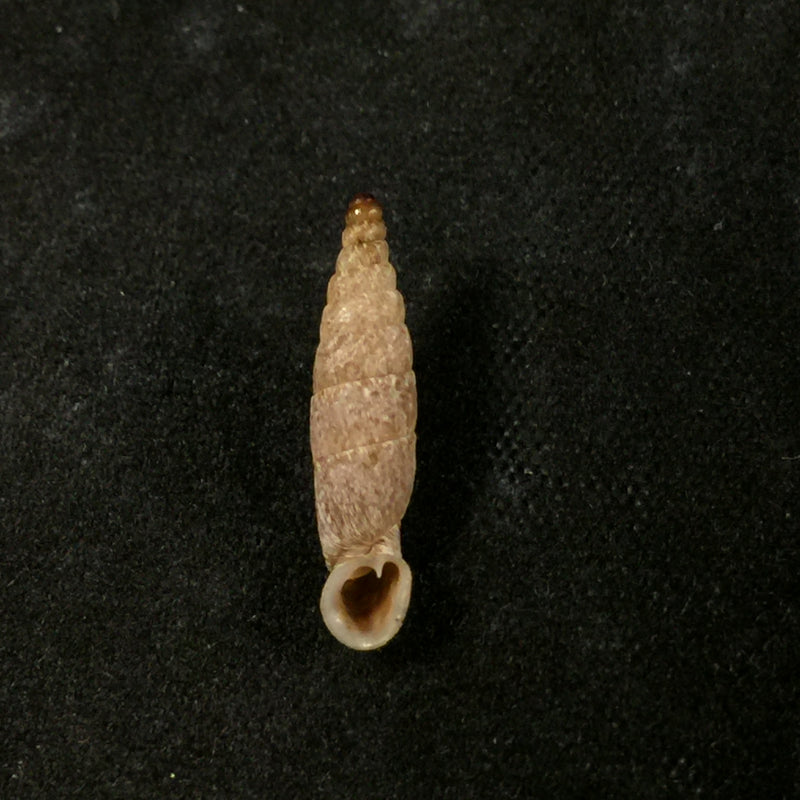 Gracilinenia filocostulata (Lubomirski, 1879) - 16,1mm