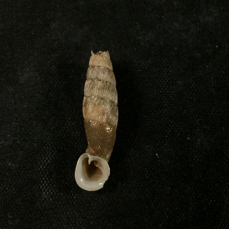 Cylindronenia canescens (Polinski, 1921) - 23,1mm