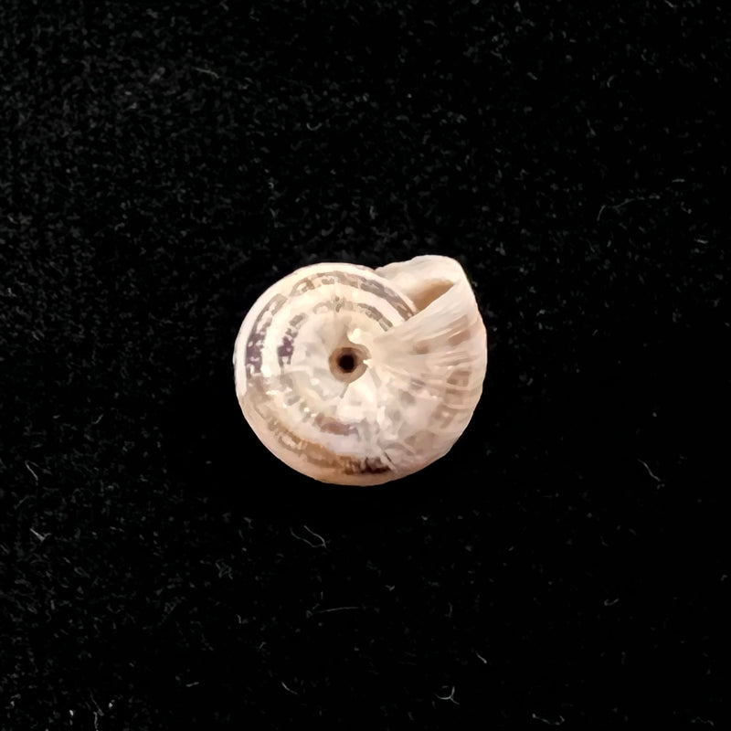 Helicella emmaea (Pallary,1901) - 12,2mm