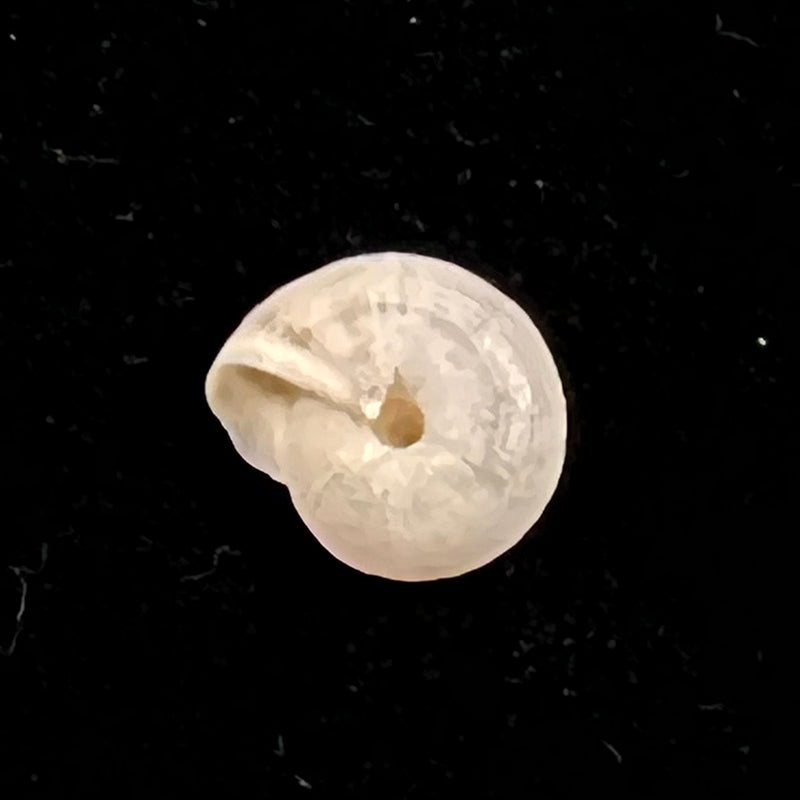 Helicella emmaea (Pallary,1901) - 12,5mm