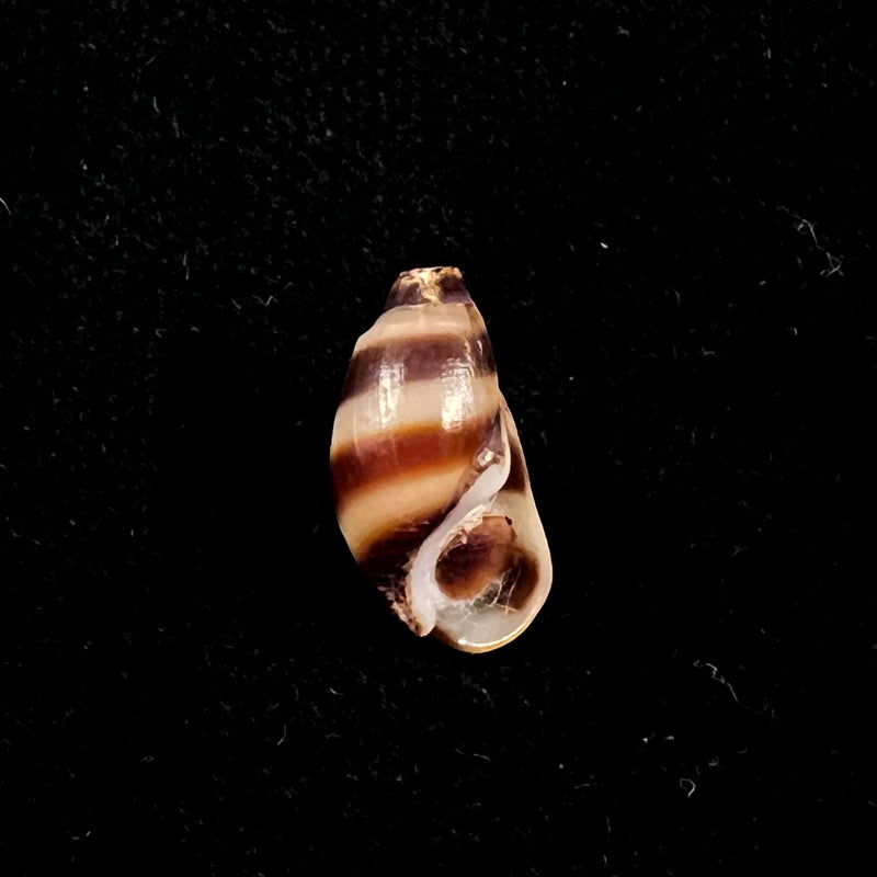 Melanopsis torquilla Pallary, 1920 - 13,3mm