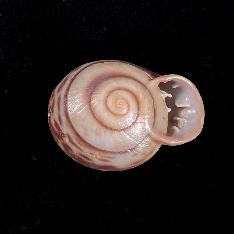 Anostoma octodentatus verreauxianum Hupe, 1857 - 45,3mm