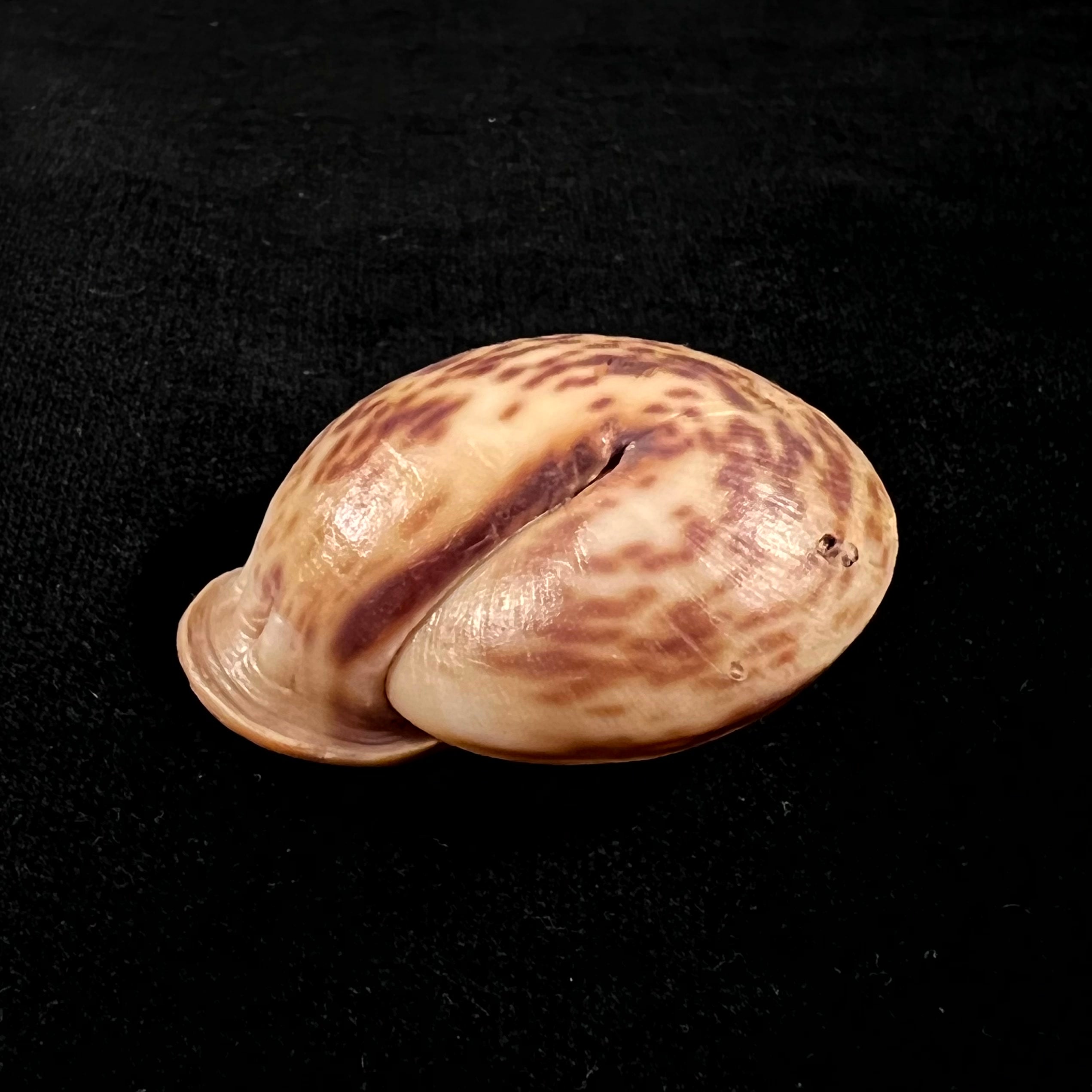 Anostoma octodentatus verreauxianum Hupe, 1857 - 45,3mm