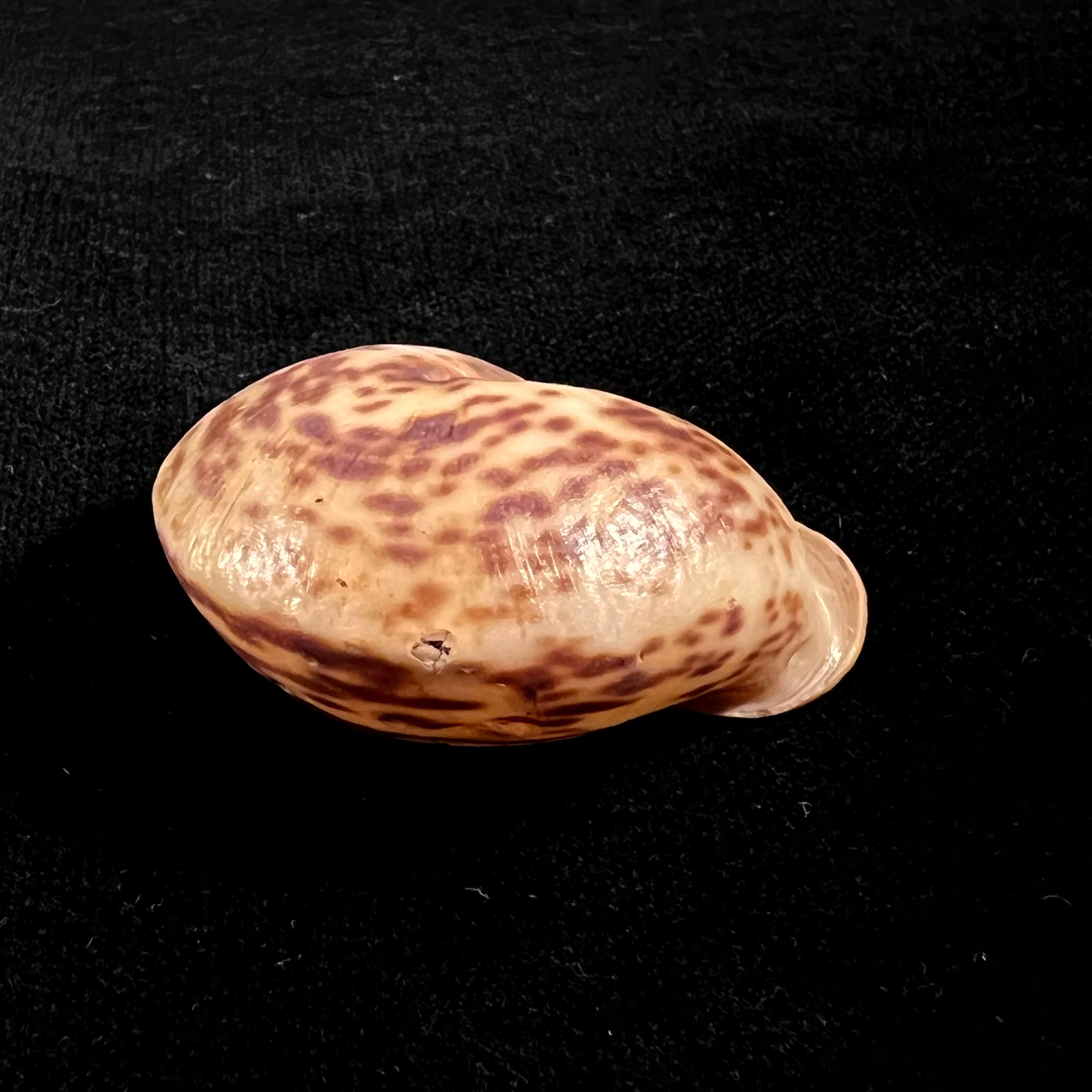 Anostoma octodentatus verreauxianum Hupe, 1857 - 45,3mm