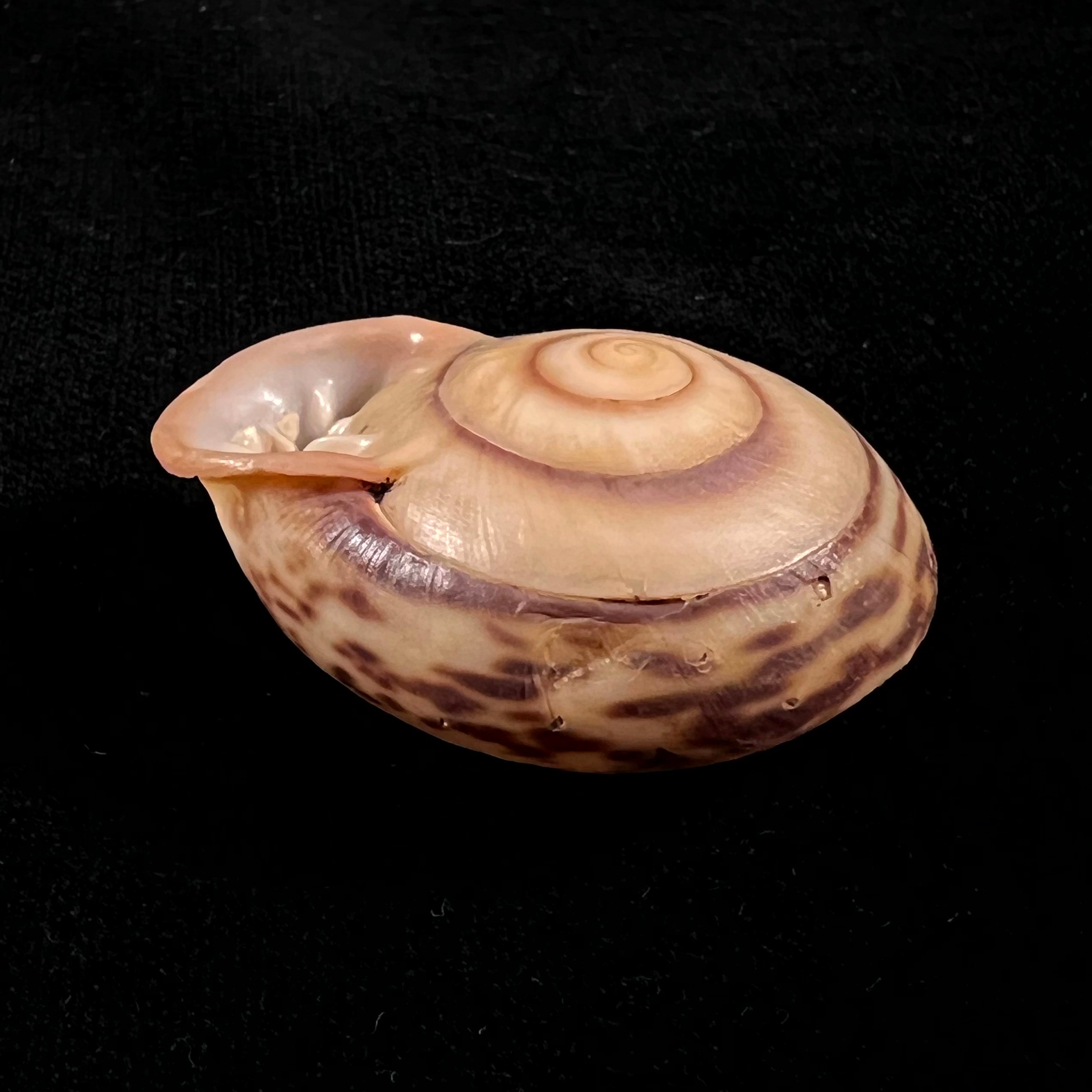 Anostoma octodentatus verreauxianum Hupe, 1857 - 45,3mm