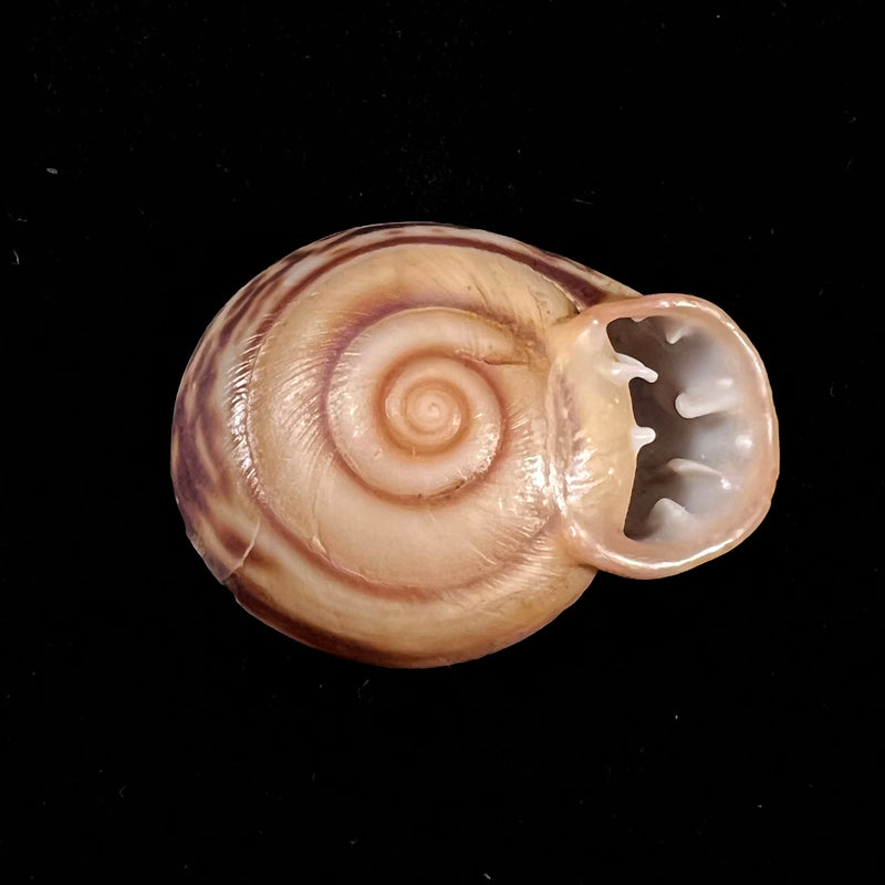 Anostoma octodentatus verreauxianum Hupe, 1857 - 43,8mm