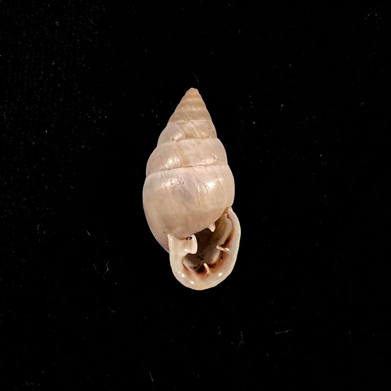 Cyclodontina sectilabris (Pfeiffer, 1850) - 21,2mm