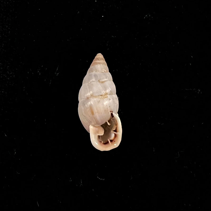 Cyclodontina sectilabris (Pfeiffer, 1850) - 21,6mm