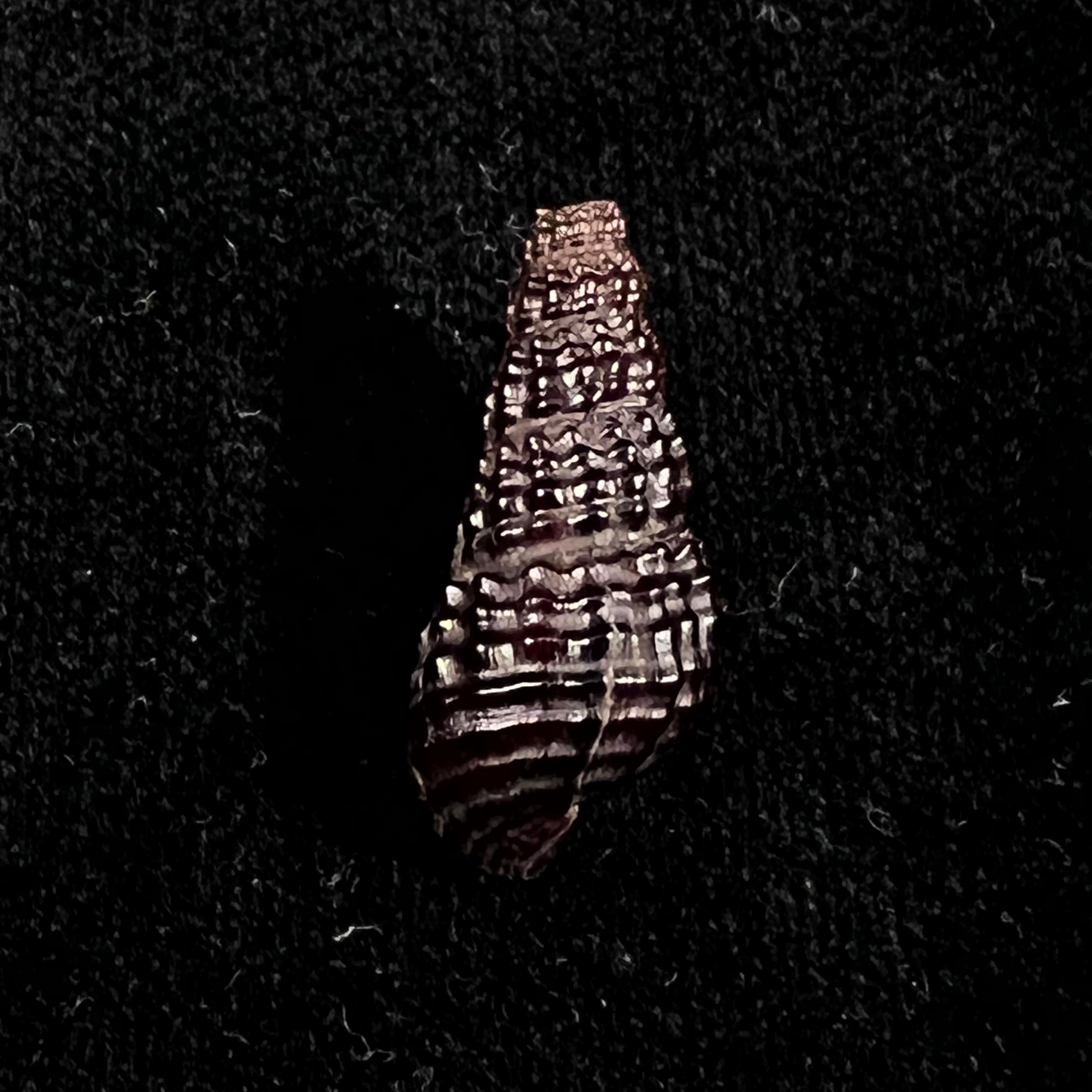 Doryssa kappleri Vernhout, 1914 - 25,7mm