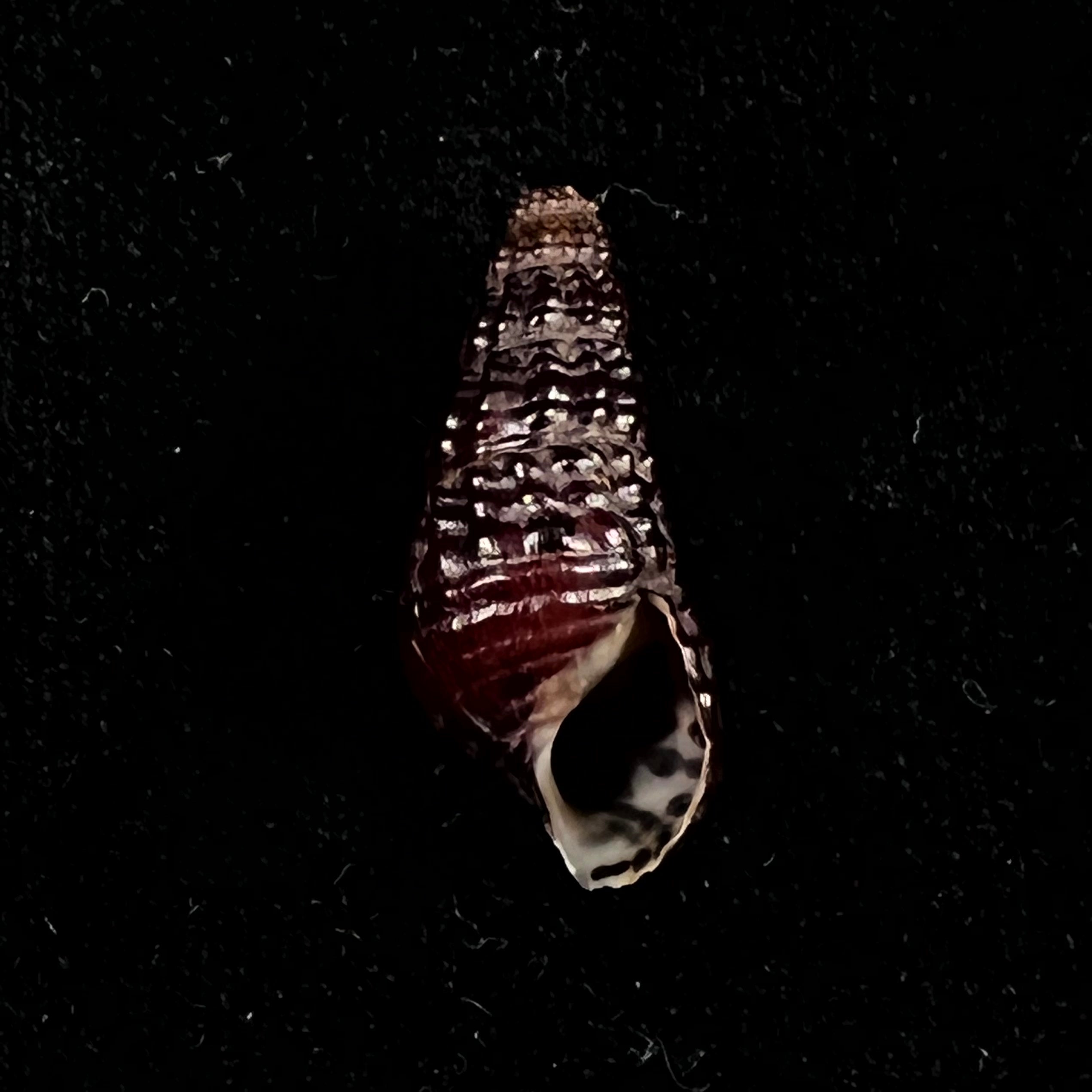 Doryssa kappleri Vernhout, 1914 - 25,7mm