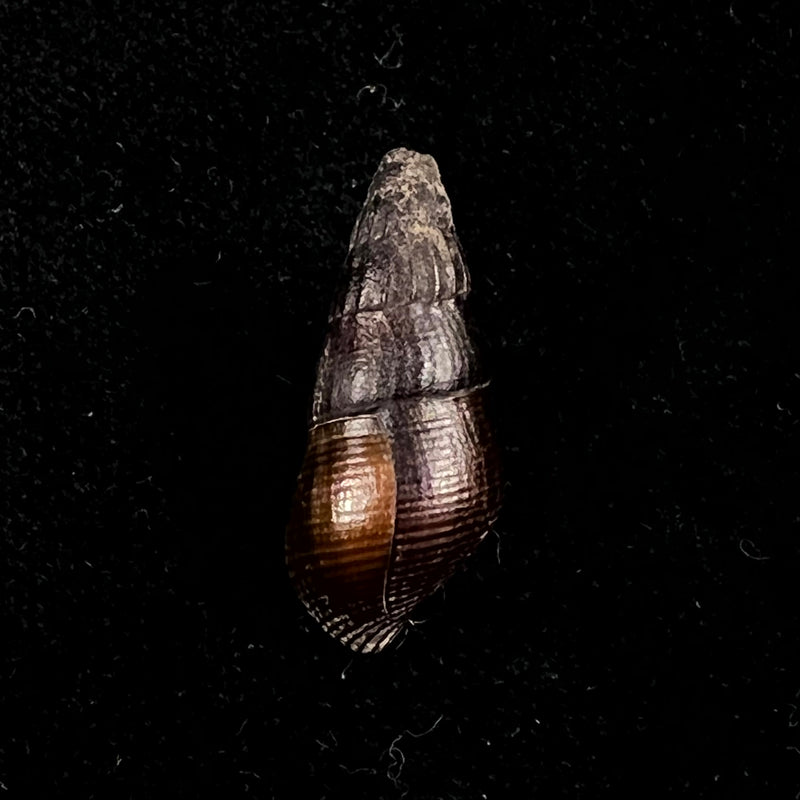 Semisulcospira reiniana (Brot, 1876) - 23,1mm