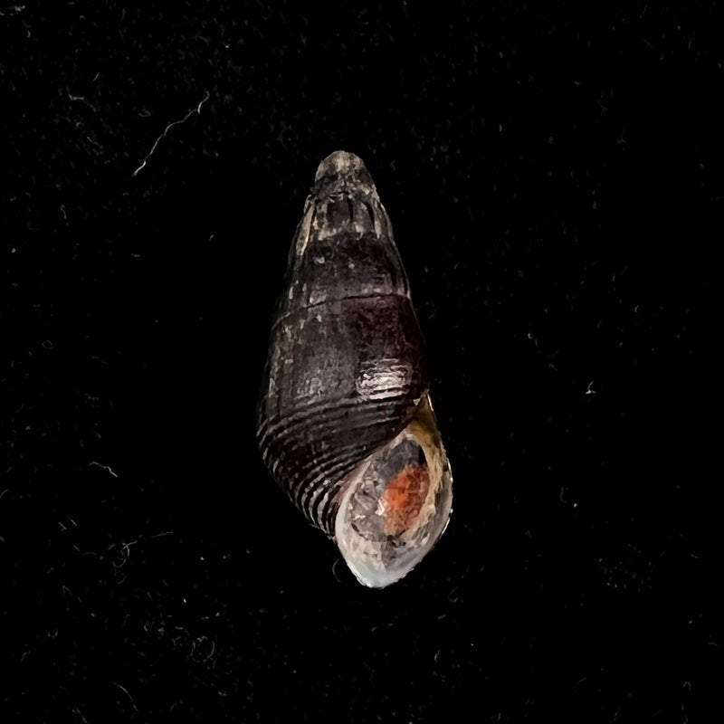 Semisulcospira reiniana (Brot, 1876) - 23,1mm