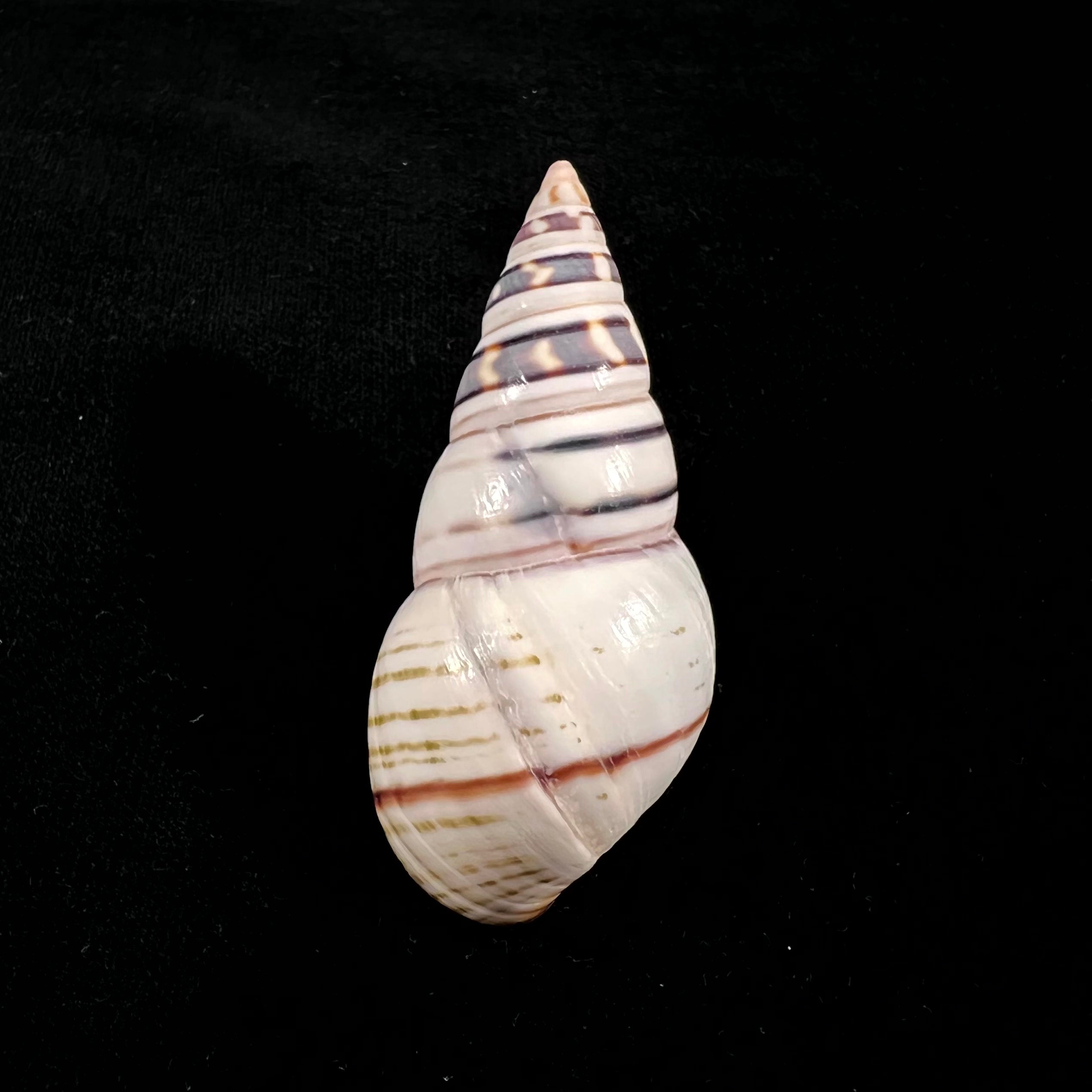 Liguus fasciatus achatinus Clench, 1934 - 70mm