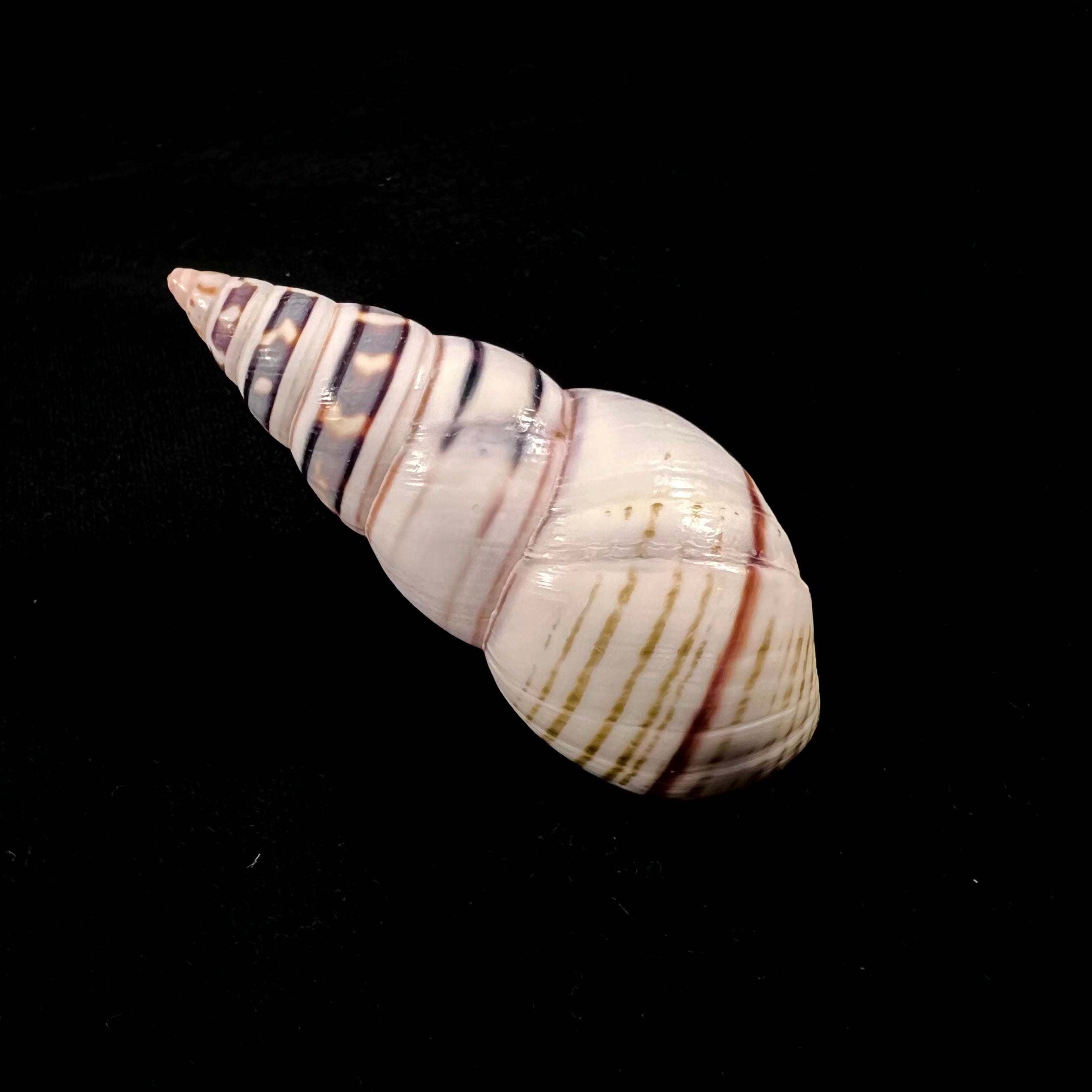 Liguus fasciatus achatinus Clench, 1934 - 70mm