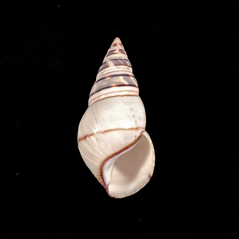 Liguus fasciatus achatinus Clench, 1934 - 70mm