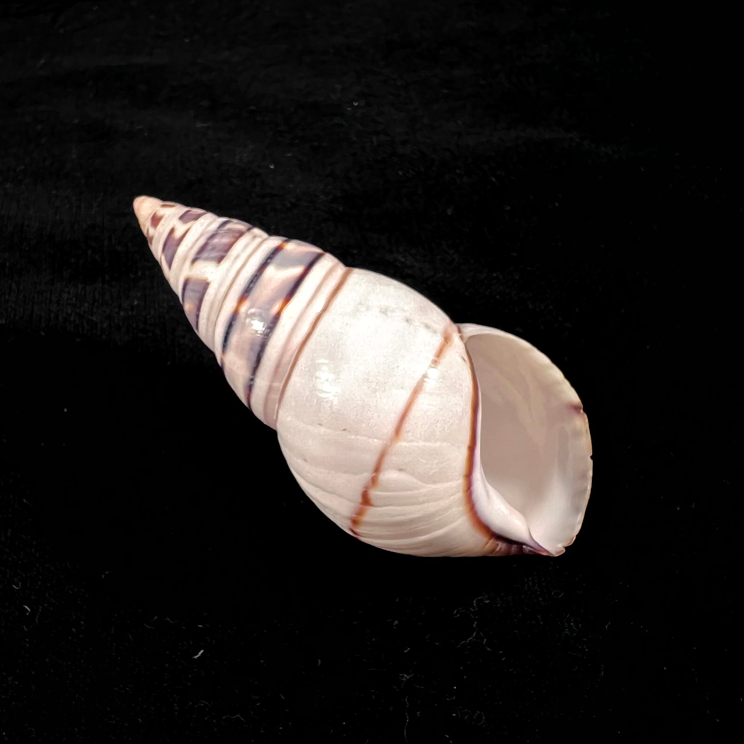 Liguus fasciatus achatinus Clench, 1934 - 70mm