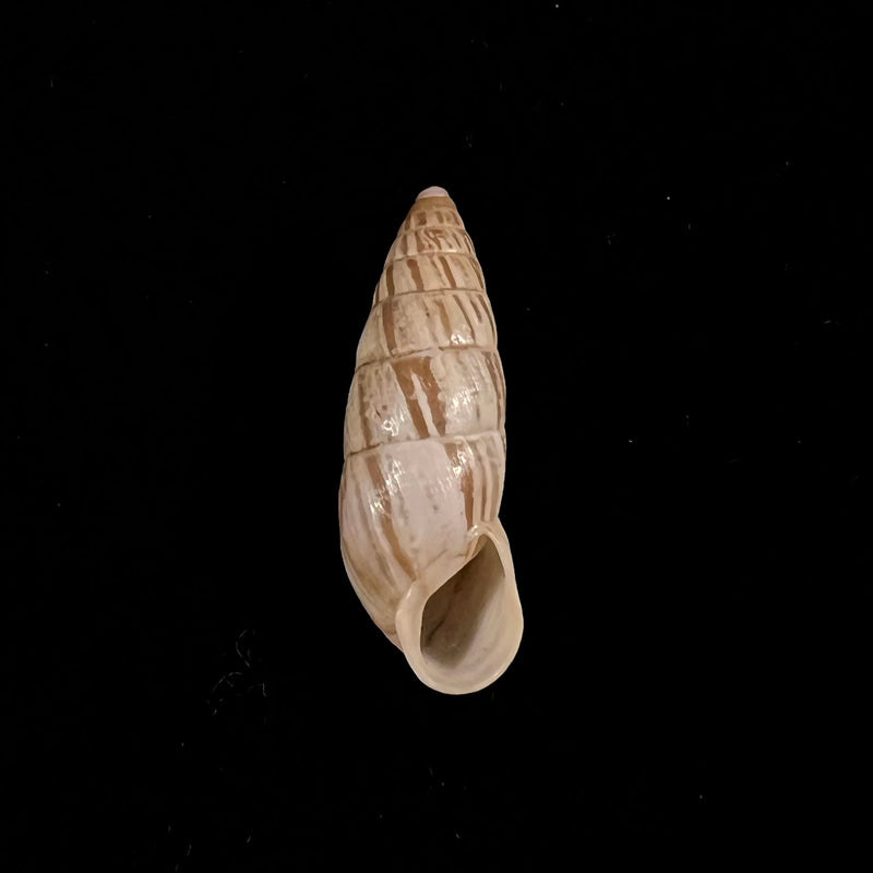 Zebrina cylindrica Menke, 1828 - 22,7mm
