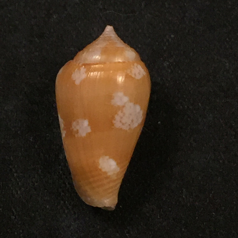 Parametaria macrostoma (Reeve, 1858) - 19,5mm