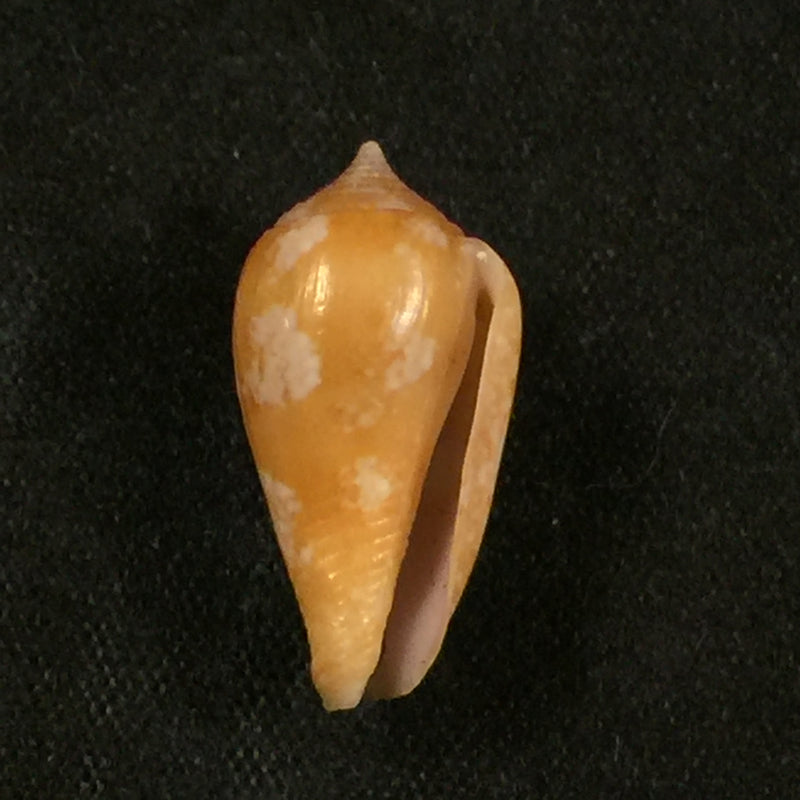 Parametaria macrostoma (Reeve, 1858) - 19,5mm