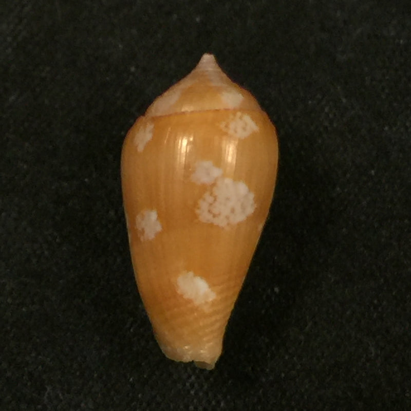 Parametaria macrostoma (Reeve, 1858) - 19,3mm
