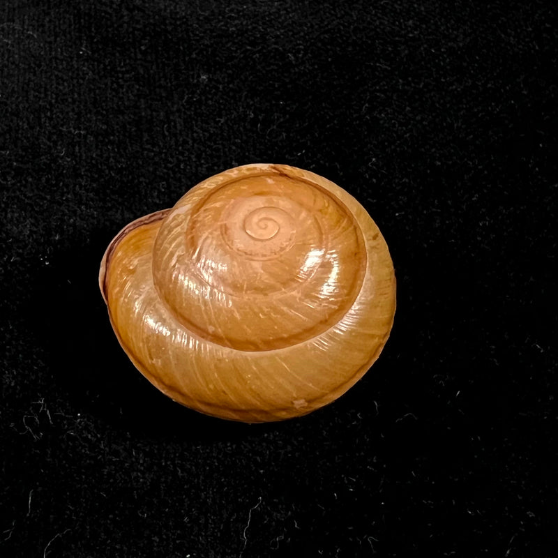 Pleurodonte orbiculata (Ferussac, 1822) - 31,4mm