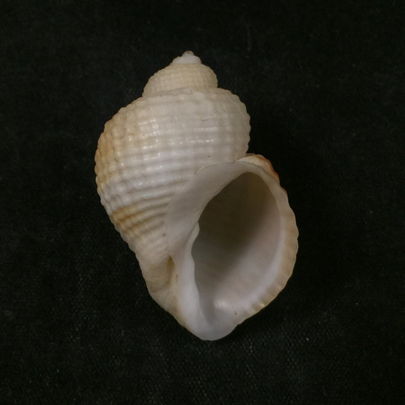 Cancellaria obtusa Deshayes, 1830 - 35,7mm