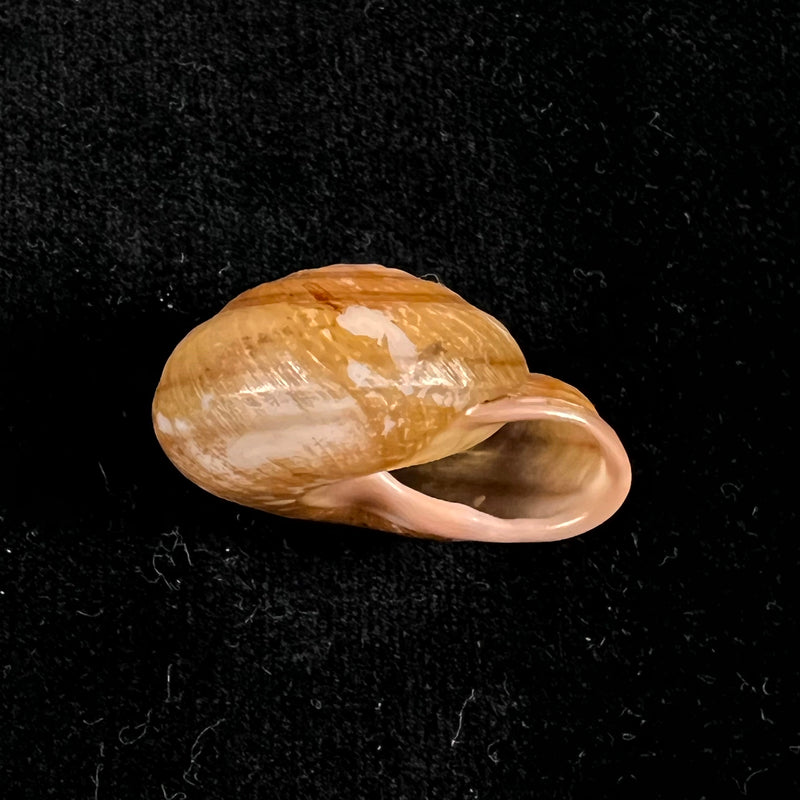 Pleurodonte orbiculata (Ferussac, 1822) - 31,4mm