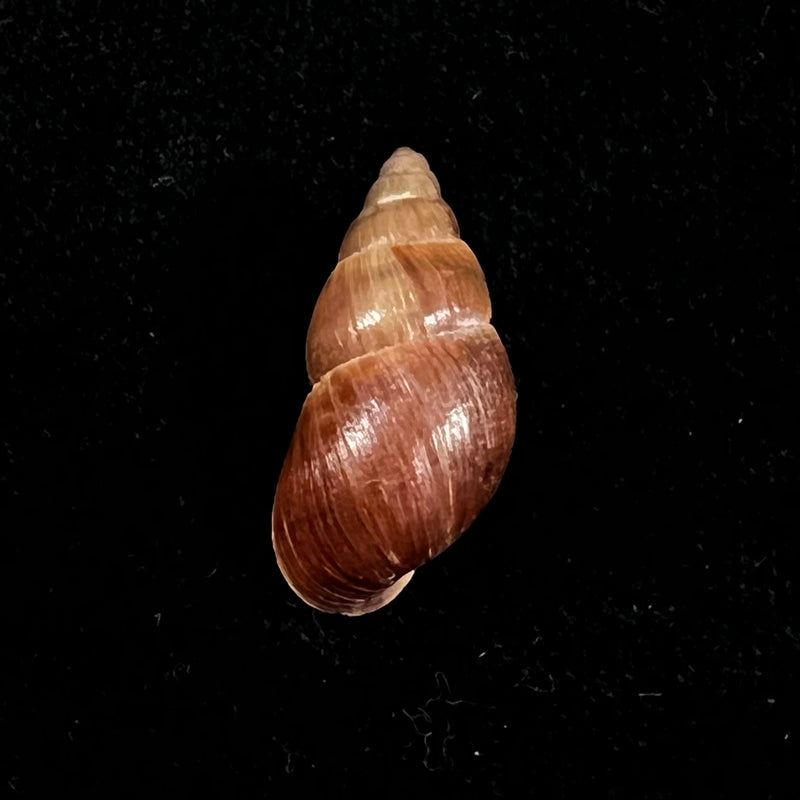 Scholvienia tarmensis (Philippi, 1867) - 23,4mm